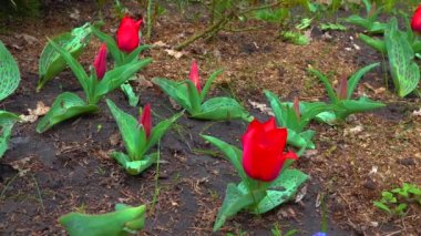 Tulips and other colorful flowers bloom in spring in the botanical garden