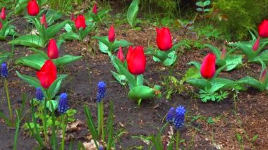 Tulips and other colorful flowers bloom in spring in the botanical garden
