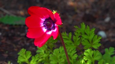 Windflowers Anemone, Ranunculaceae familyasından çiçekli bir bitki cinsidir.