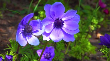 Windflowers Anemone, Ranunculaceae familyasından çiçekli bir bitki cinsidir.