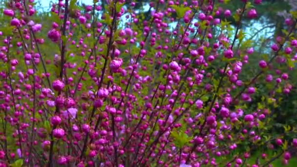 Czasami Nazywany Kwitnącą Śliwką Lub Migdałami Kwitnącymi Prunus Triloba Ujęcie — Wideo stockowe