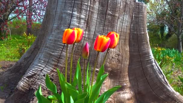 Ботанічному Саду Весною Цвітуть Тюльпани Інші Барвисті Квіти — стокове відео
