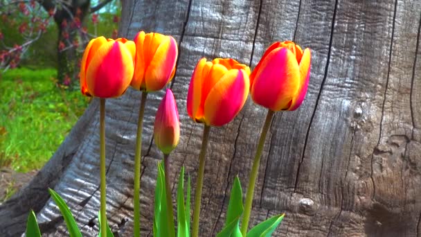 Tulpen Andere Kleurrijke Bloemen Bloeien Het Voorjaar Botanische Tuin — Stockvideo