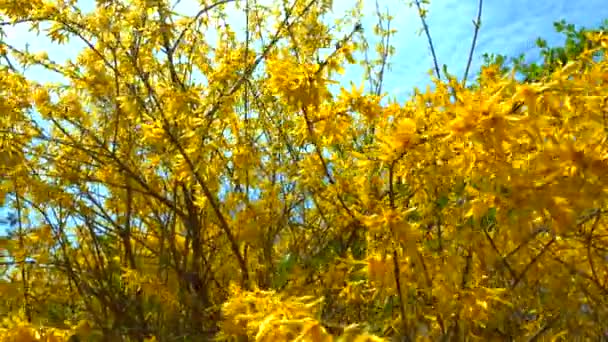 Spring Flowering Plant Forsythia Genus Flowering Plants Olive Family Oleaceae — Vídeo de Stock
