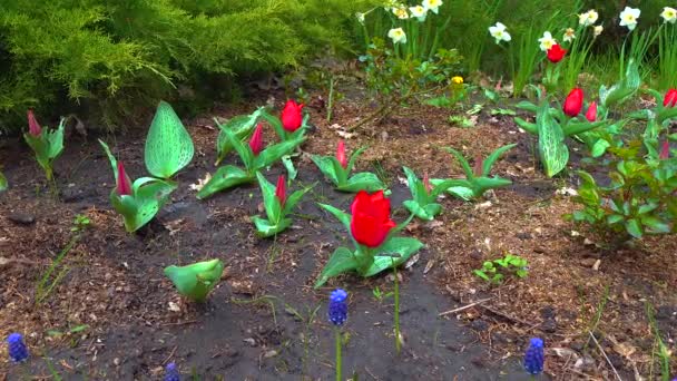 Tulipas Outras Flores Coloridas Florescem Primavera Jardim Botânico — Vídeo de Stock