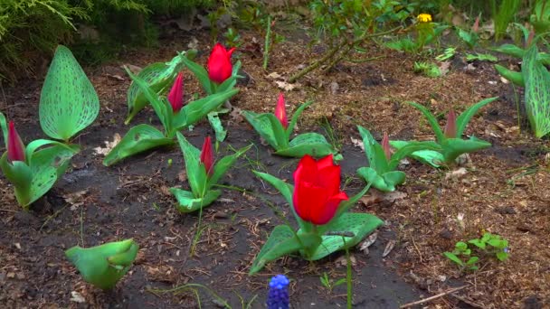 郁金香和其它五彩缤纷的花朵在植物园里盛开 — 图库视频影像