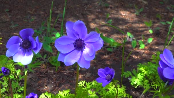 Windflowers Anemone Genus Flowering Plants Buttercup Family Ranunculaceae — Vídeos de Stock