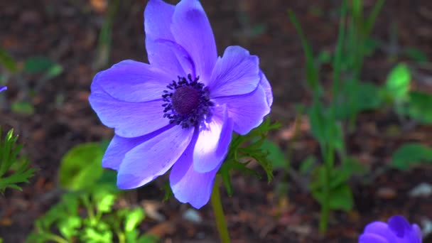 Windflowers Anemone Είναι Ένα Γένος Ανθοφόρων Φυτών Της Οικογένειας Ranunculaceae — Αρχείο Βίντεο