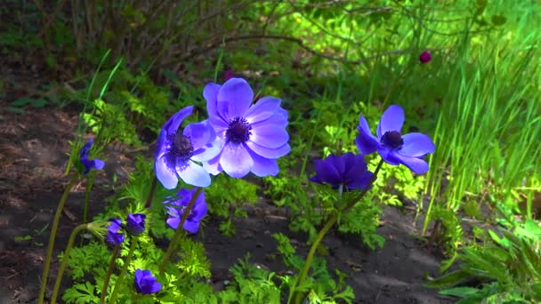 Windflowers Anemone Είναι Ένα Γένος Ανθοφόρων Φυτών Της Οικογένειας Ranunculaceae — Αρχείο Βίντεο