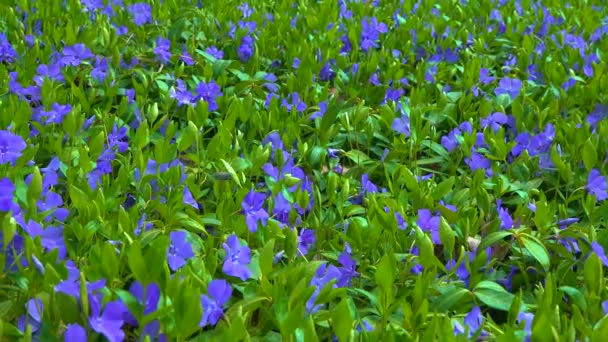 Vinca Creeping Semi Shrub Blooming Blue Flowers Garden Slider Shot — Vídeo de Stock