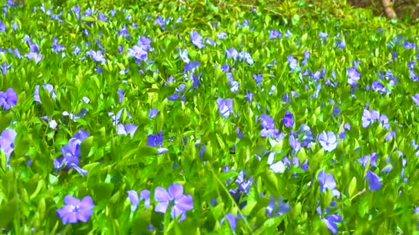 Vinca Creeping Semi Shrub Blooming Blue Flowers Garden Slider Shot — Vídeo de Stock