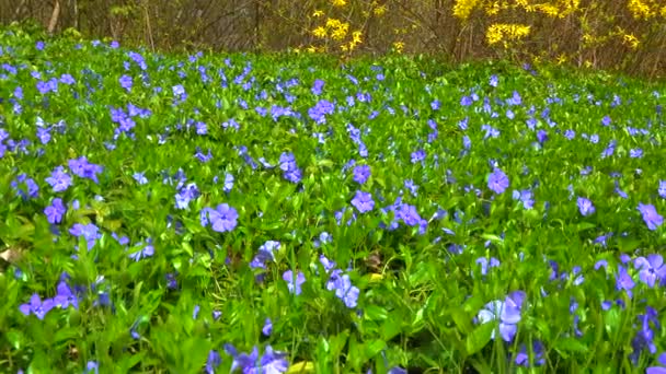Vinca Krypande Semi Buske Blommar Med Blå Blommor Trädgården Reglaget — Stockvideo