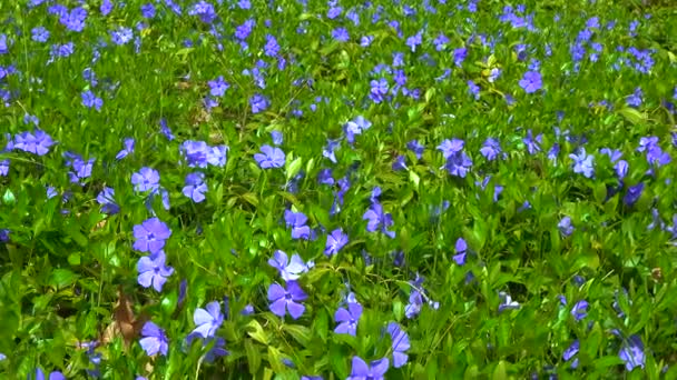 Vinca Σέρνεται Ημι Θάμνος Ανθίζει Μπλε Λουλούδια Στον Κήπο Slider — Αρχείο Βίντεο