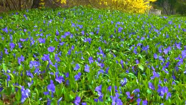 Vinca Krypande Semi Buske Blommar Med Blå Blommor Trädgården Reglaget — Stockvideo