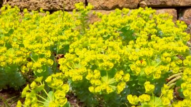 Mavi mersin yaprağı, geniş yapraklı glaucous-spurge (Euphorbia myrsinites), kaydıraklı atış