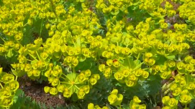 Mavi mersin yaprağı, geniş yapraklı glaucous-spurge (Euphorbia myrsinites), kaydıraklı atış