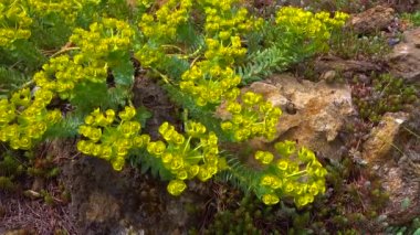 Mavi mersin yaprağı, geniş yapraklı glaucous-spurge (Euphorbia myrsinites), kaydıraklı atış