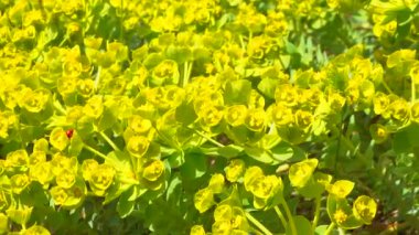 Mavi mersin yaprağı, geniş yapraklı glaucous-spurge (Euphorbia myrsinites), kaydıraklı atış