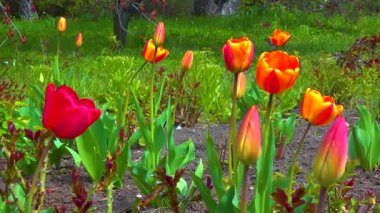 İlkbaharda botanik bahçesinde laleler ve diğer renkli çiçekler açar.