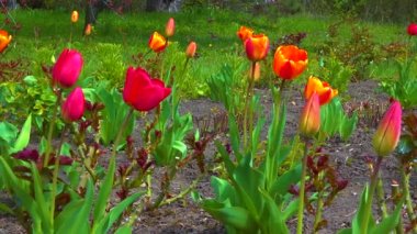Tulips and other colorful flowers bloom in spring in the botanical garden