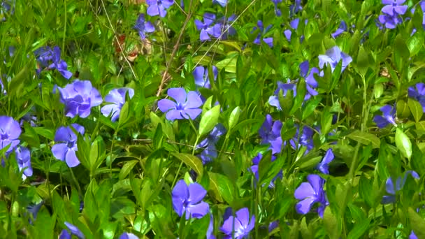 Vinca Krypande Semi Buske Blommar Med Blå Blommor Trädgården Reglaget — Stockvideo