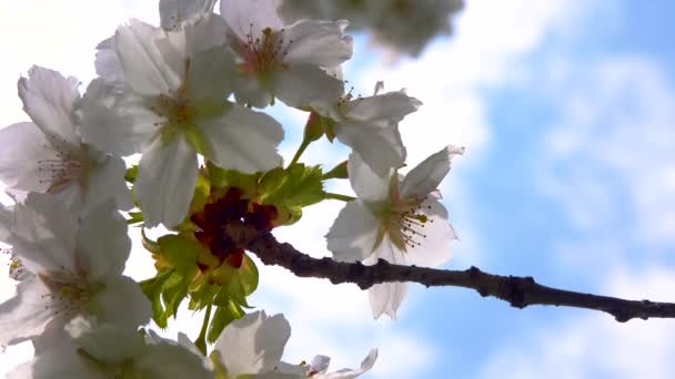 Blossoming Cherry Branch White Flowers Blue Sky Clouds — Stock Video