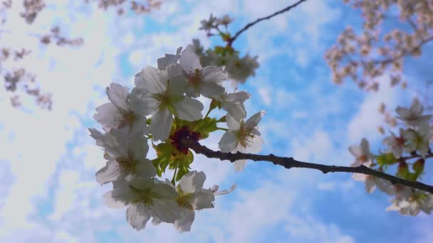 Ανθισμένο Κλαδί Κερασιάς Λευκά Λουλούδια Ενάντια Έναν Γαλάζιο Ουρανό Σύννεφα — Αρχείο Βίντεο