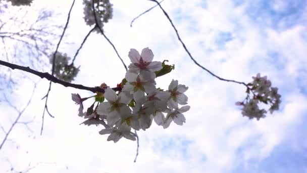 Blossoming Cherry Branch White Flowers Blue Sky Clouds — Stockvideo