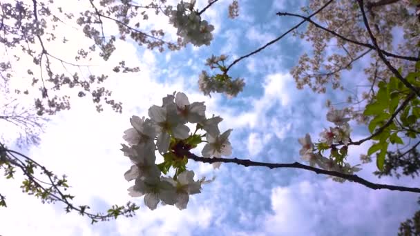 Blossoming Cherry Branch White Flowers Blue Sky Clouds — Stockvideo