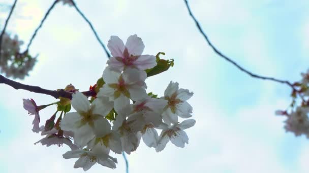 Blossoming Cherry Branch White Flowers Blue Sky Clouds — Stock Video