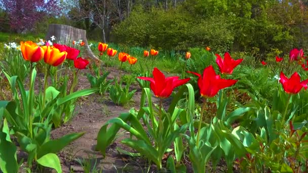 Tulipany Inne Kolorowe Kwiaty Kwitną Wiosną Ogrodzie Botanicznym — Wideo stockowe