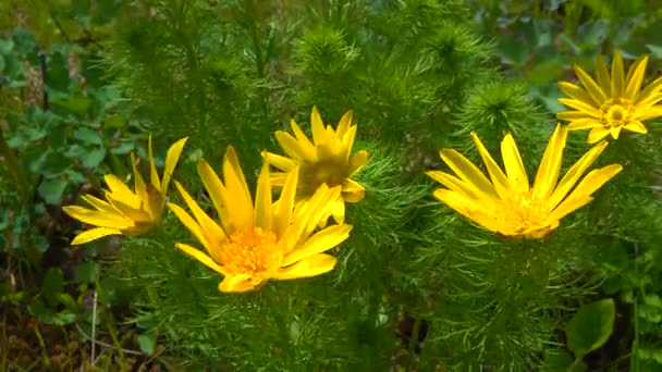 Adonis Vernalis Око Весняного Фазана Жовтого Фазана Який Зникає Ранньою — стокове відео
