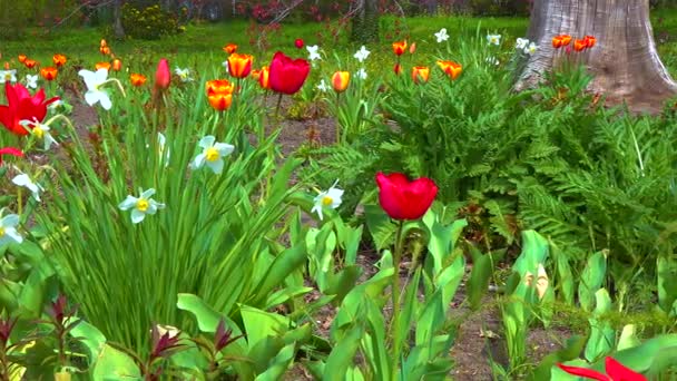 Tulips Other Colorful Flowers Bloom Spring Botanical Garden — Video Stock