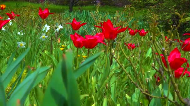 Tulpaner Och Andra Färgglada Blommor Blommar Ren Den Botaniska Trã — Stockvideo