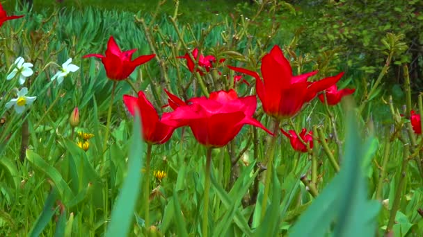 Tulpaner Och Andra Färgglada Blommor Blommar Ren Den Botaniska Trã — Stockvideo