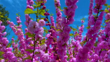 Bazen çiçek açan erik veya çiçek açan badem (Prunus triloba) olarak da adlandırılır.