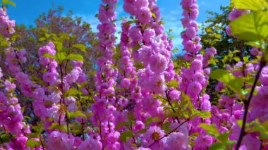 Bazen çiçek açan erik veya çiçek açan badem (Prunus triloba) olarak da adlandırılır.