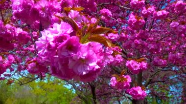 Botanik bahçesinde çiçek açan sakura ağacı, Ukrayna