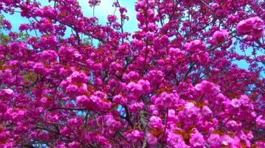 Botanik bahçesinde çiçek açan sakura ağacı, Ukrayna