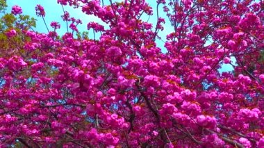 Botanik bahçesinde çiçek açan sakura ağacı, Ukrayna
