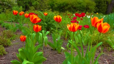 İlkbaharda botanik bahçesinde laleler ve diğer renkli çiçekler açar.