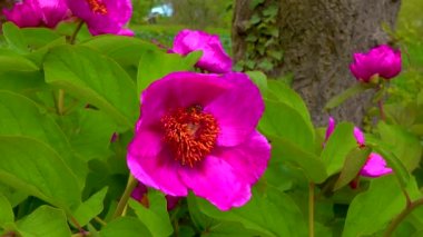Bal arıları bir şakayığın kırmızı çiçeklerinde nektar ve polen toplarlar.