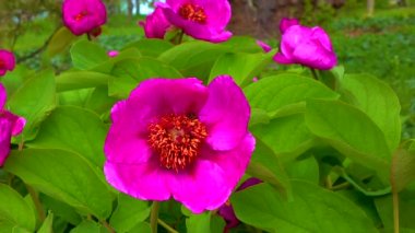 Bal arıları bir şakayığın kırmızı çiçeklerinde nektar ve polen toplarlar.