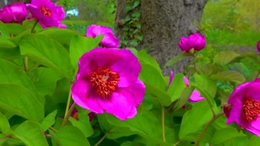 Bal arıları bir şakayığın kırmızı çiçeklerinde nektar ve polen toplarlar.