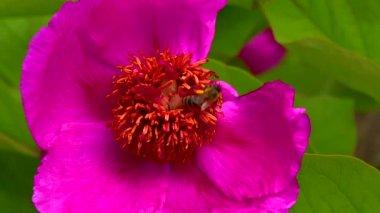 Bal arıları bir şakayığın kırmızı çiçeklerinde nektar ve polen toplarlar.