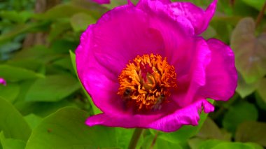 Bal arıları bir şakayığın kırmızı çiçeklerinde nektar ve polen toplarlar.