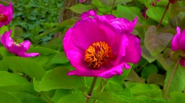 Honey bees collect nectar and pollen in the red flowers of a garden peony