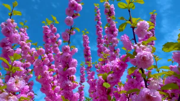 Czasami Nazywany Kwitnącą Śliwką Lub Migdałami Kwitnącymi Prunus Triloba Ujęcie — Wideo stockowe