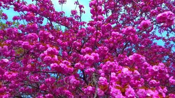Kwitnące Drzewo Sakura Ogrodzie Botanicznym Ukraina — Wideo stockowe
