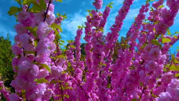 Czasami Nazywany Kwitnącą Śliwką Lub Migdałami Kwitnącymi Prunus Triloba Ujęcie — Wideo stockowe